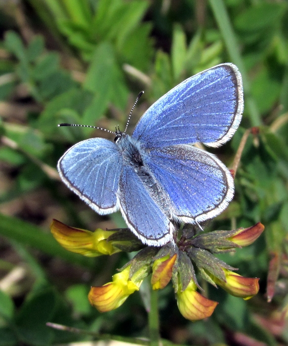 UK Butterflies - Short-tailed Blue - Cupido argiades