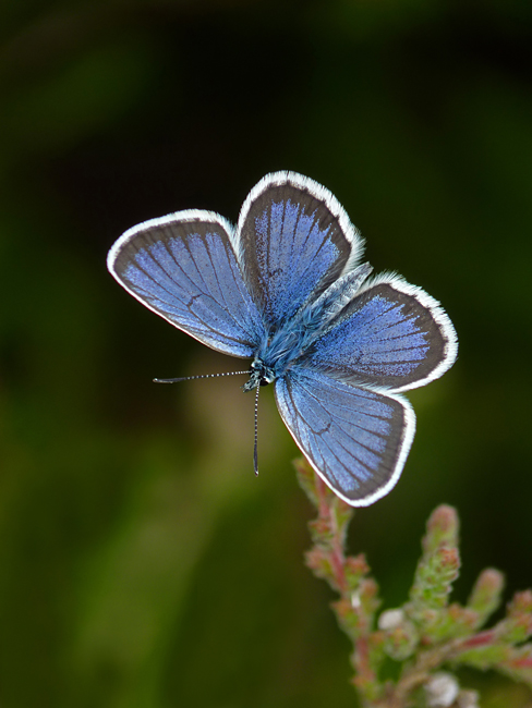 UK Butterflies - Silver-studded Blue - Plebejus argus