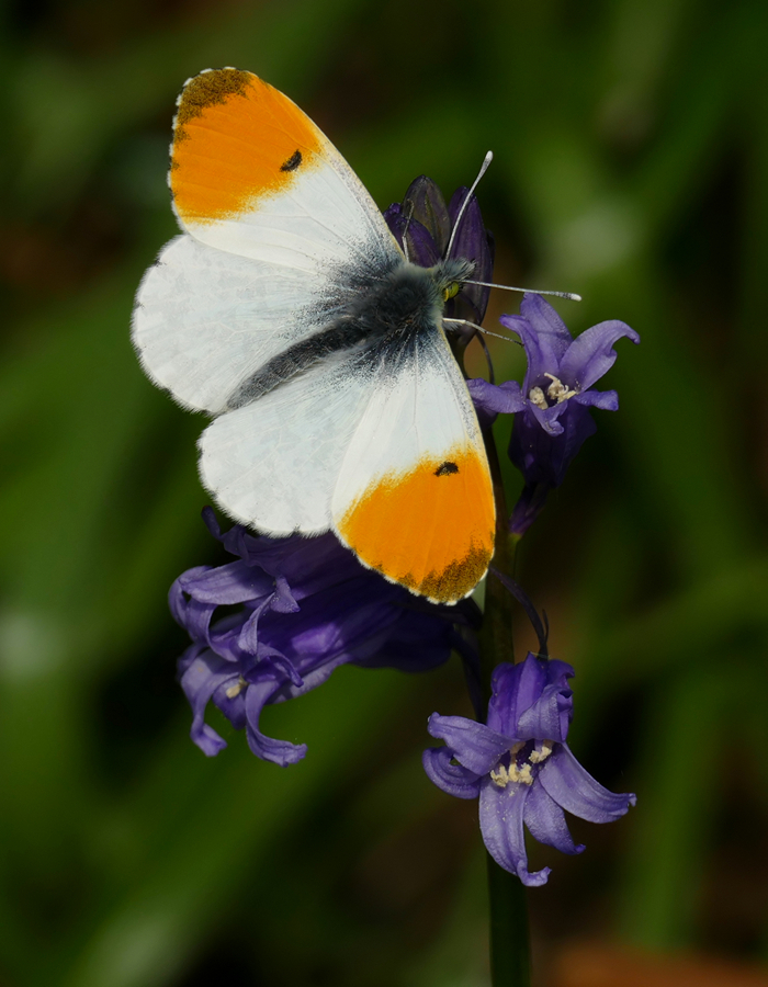 UK Butterflies - Orange-tip - Anthocharis cardamines