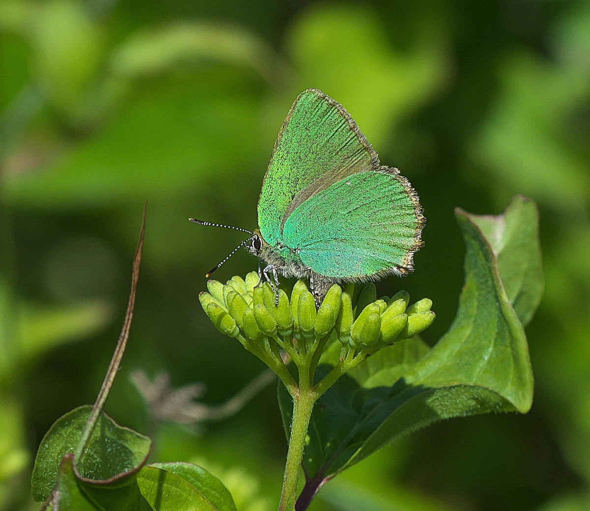 green butterfly images