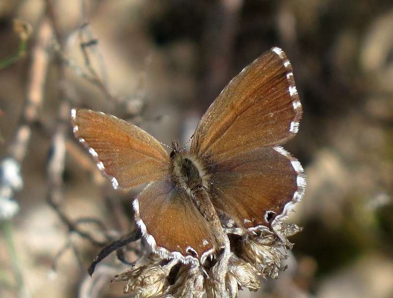 UK Butterflies - Geranium Bronze - Cacyreus marshalli