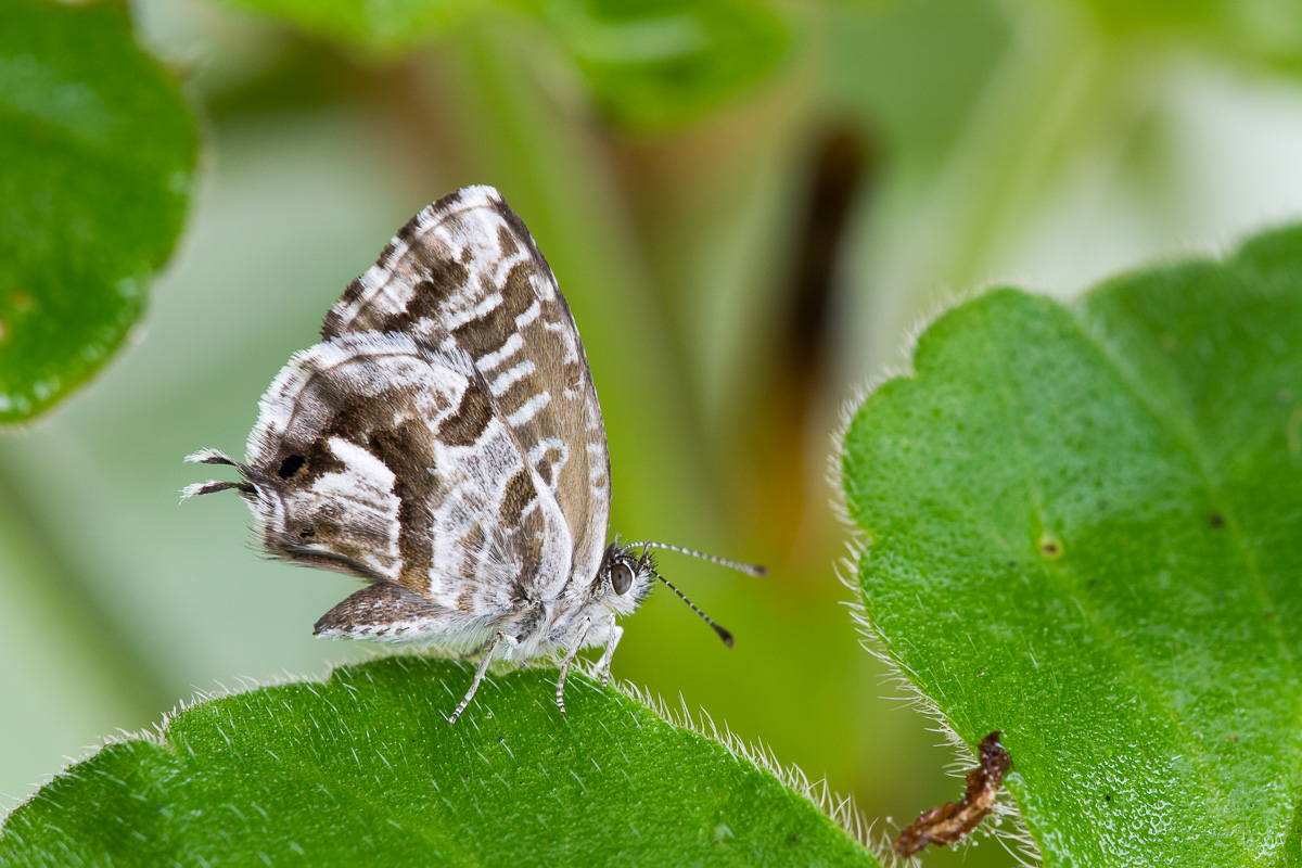 UK Butterflies - Geranium Bronze - Cacyreus marshalli