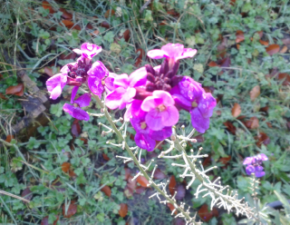 ERYSIMUM BOWLES MAUVE.PNG