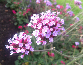 VERBENA BONARIENSIS.PNG