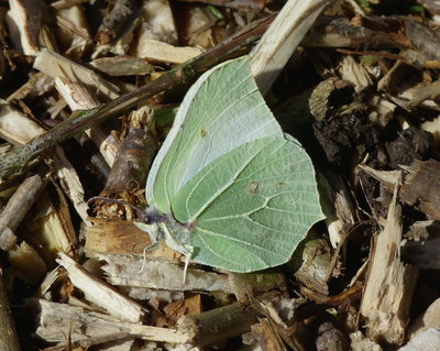 Brimstone female.jpg