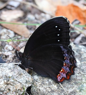 Red Bordered Satyr