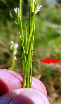 cardamines37 egg on Arabis sagittata St Marcel_13 27Apr19 (a).JPG