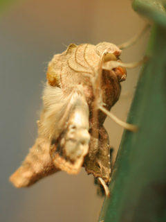 Moth ID.jpg