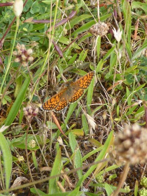 Meadow Fritillary