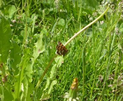 Duke of Burgundy