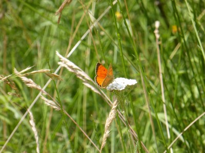 Scarce Copper