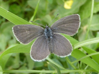 Small Blue