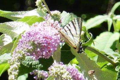 Scarce Swallowtail (iphiclides podalirius)