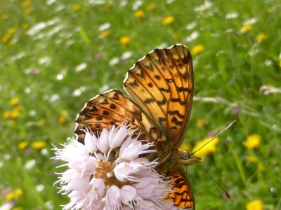 Up close with a Titania's Fritillary