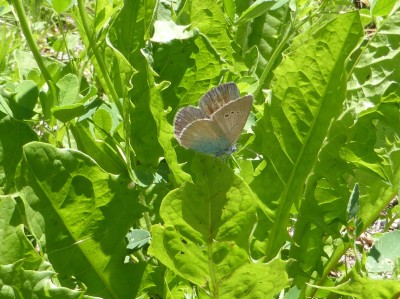 Green Underside Blue