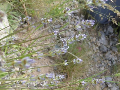 Baton Blue