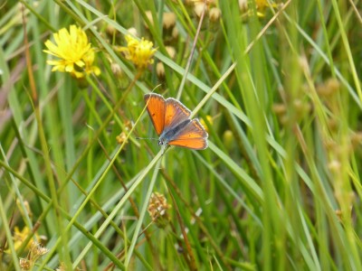 Purple Edged Copper