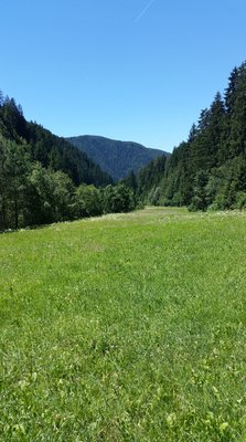 View of meadow near to the town of Welschnofen Nova Levante