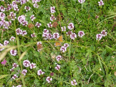 Meadow Fritillary