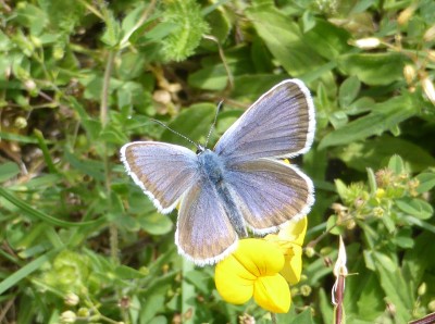 Silver Studded Blue