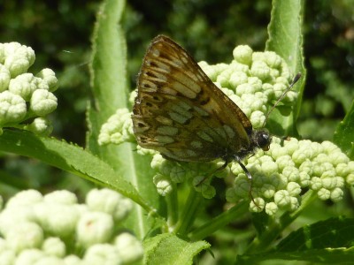 Duke of Burgundy