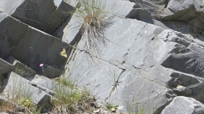 Southern Swallowtail in flight (still shot taken from a video)