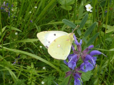 Berger's Clouded Yellow