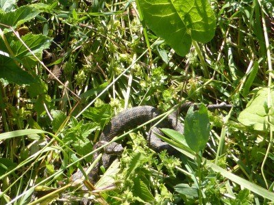 Up close to an Adder!