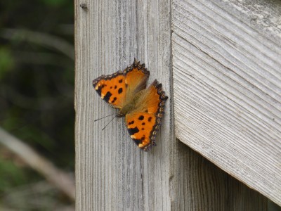 Large Tortoiseshell