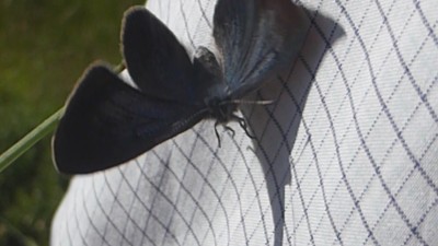 Dusky Large Blue (still taken from video)