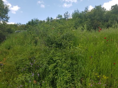 A typical lush roadside floriferous verge