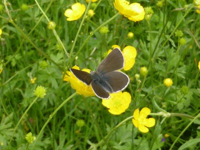 Geranium Argus