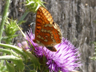 Marsh Fritillary, form beckeri