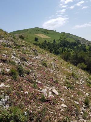 The Sicilian Marbled White site