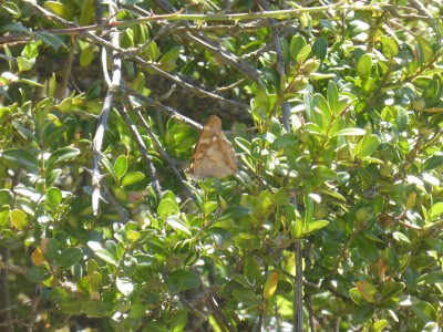 Lesser Purple Emperor, photo 1