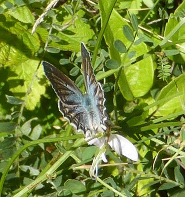 Meleager’s Blue (polyommatus daphnis)