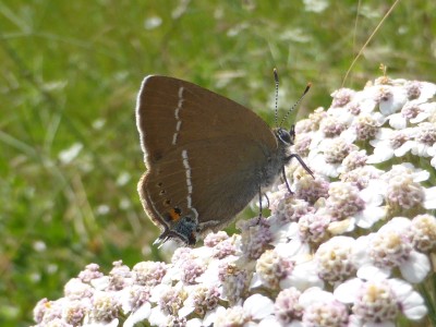 Blue Spot Hairstreak