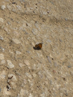 Dusky Heath