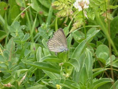 (Mountain) Alcon Blue, photo 2