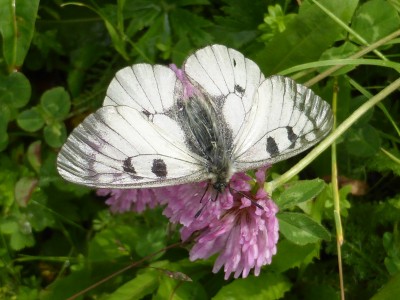 One of the thousands of Clouded Apollo