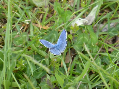 (Greek) Mazarine Blue, upperside