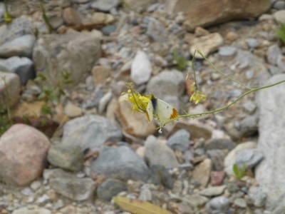 Provence Orange Tip