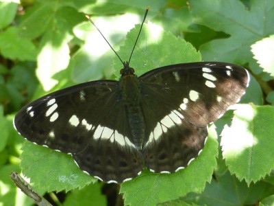 White Admiral