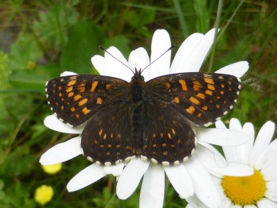 False Heath Fritillary