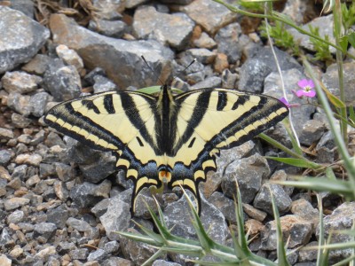 Southern Swallowtail photo 2