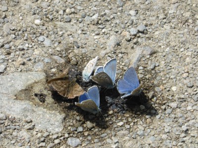 &quot;Polonus&quot; hybrid - 2nd butterfly from the right