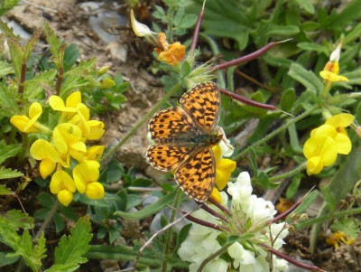 Weaver's Fritillary