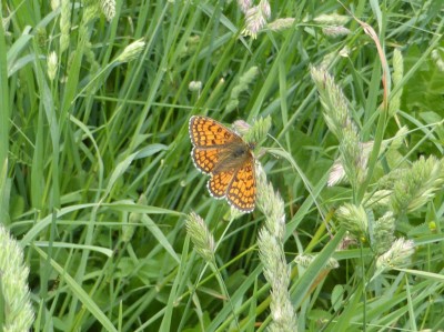 Meadow Fritillary