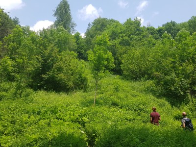 Trying to spot the Southern Swallowtail again!