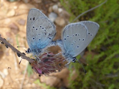 Mating Pontic Blue